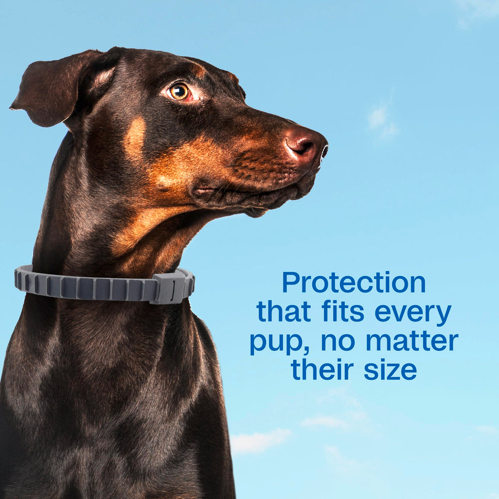 ADAMS collar resistente al agua en perro, ideal para juego.