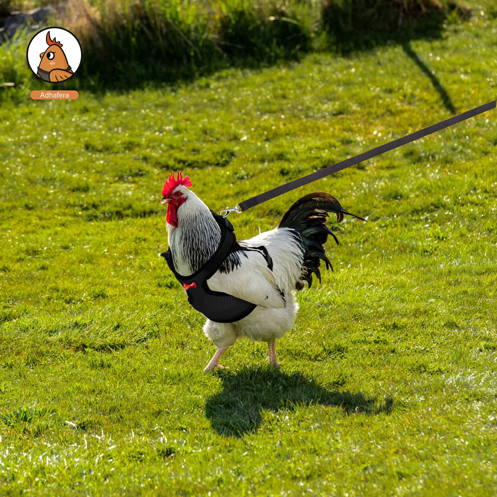 Arnés Adhafera multiespecie para gallina, patos y gansos, uso al aire libre.