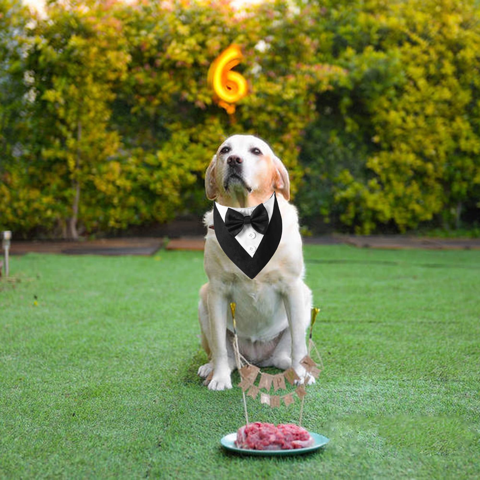 ADOGGYGO fermeture auto-agrippante pratique, facile à mettre et retirer pour votre chien.
