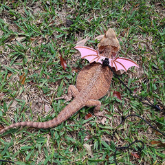 ADOGGYGO correa para dragón barbudo rosada desmontable, ofrece control cómodo