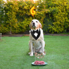 ADOGGYGO Tuxedo Chien Noir – fermeture Velcro rapide pour enfiler sans stress