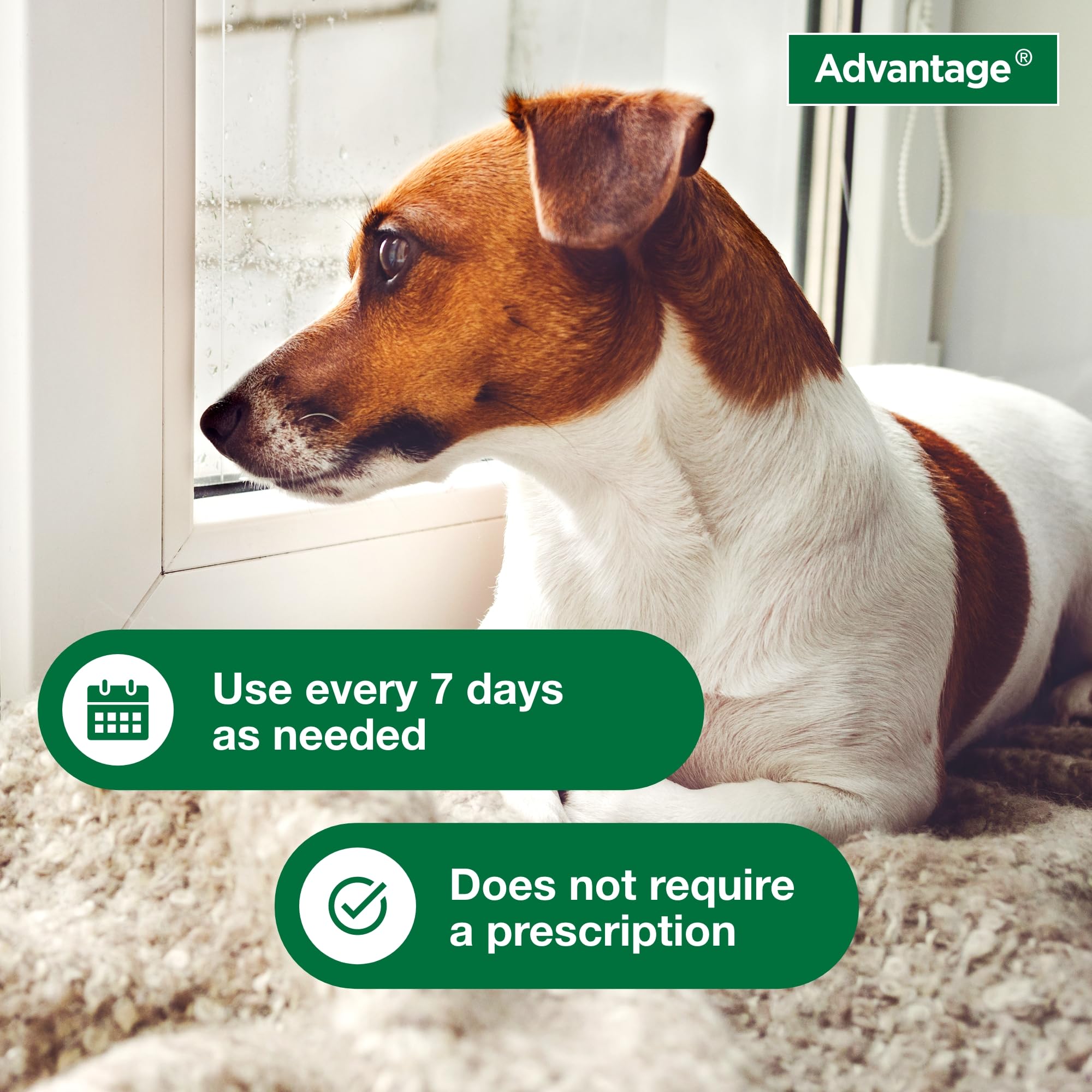 Advantage champú cerca de orejas, protección en zonas sensibles