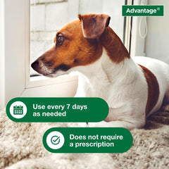 Advantage champú cerca de orejas, protección en zonas sensibles