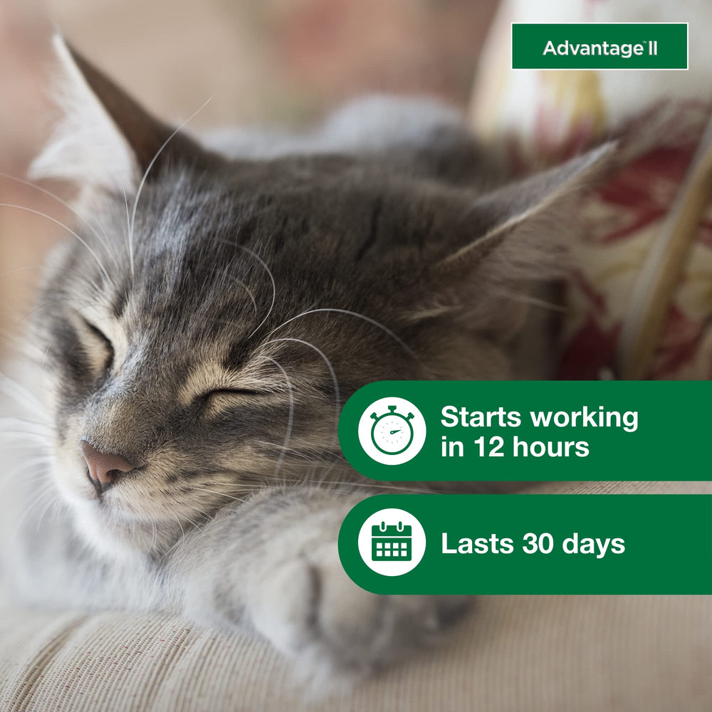 Advantage II Gato Pequeño: eficaz en 12 horas, acción por contacto.