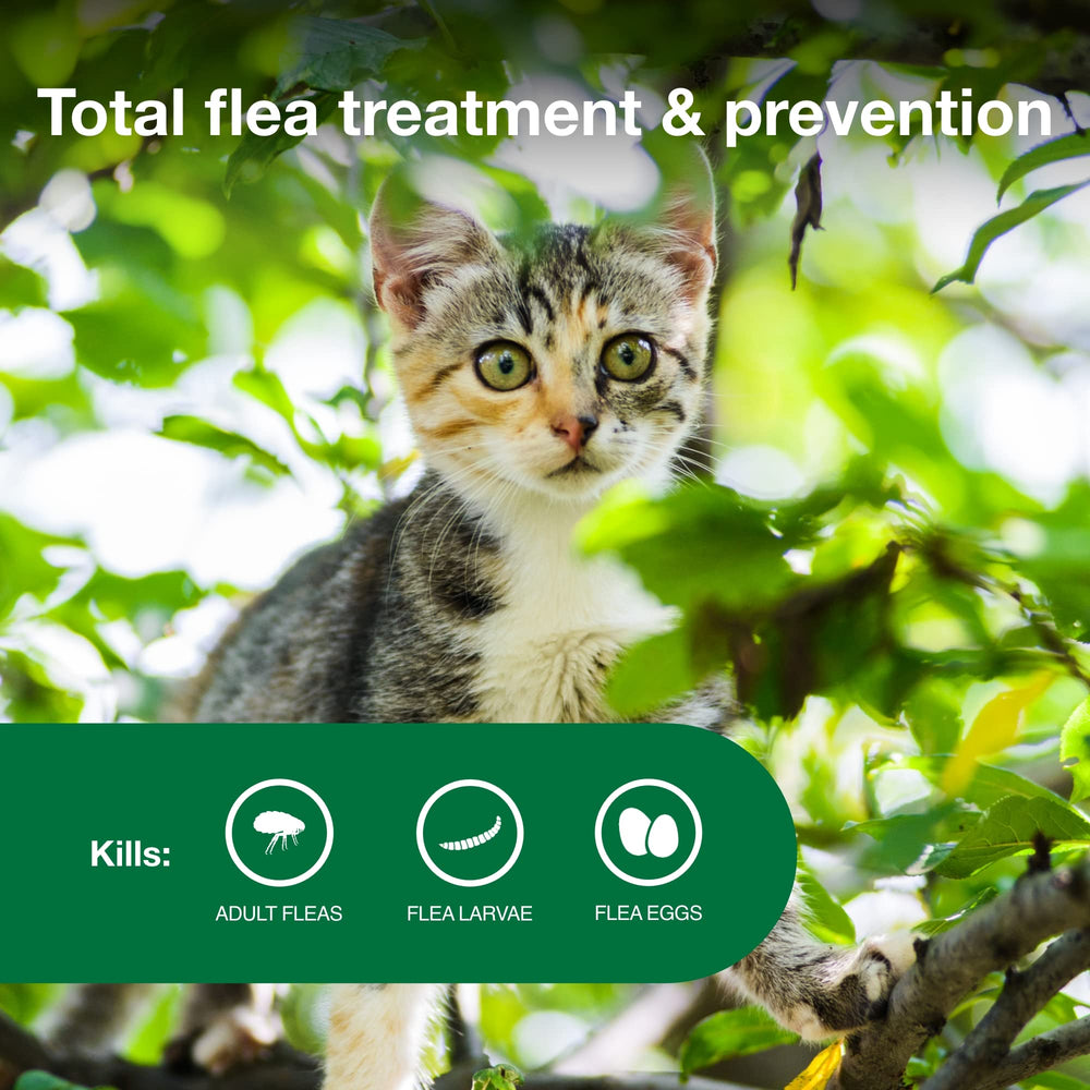 Advantage II Kitten: eliminación de pulgas por contacto sin mordidas