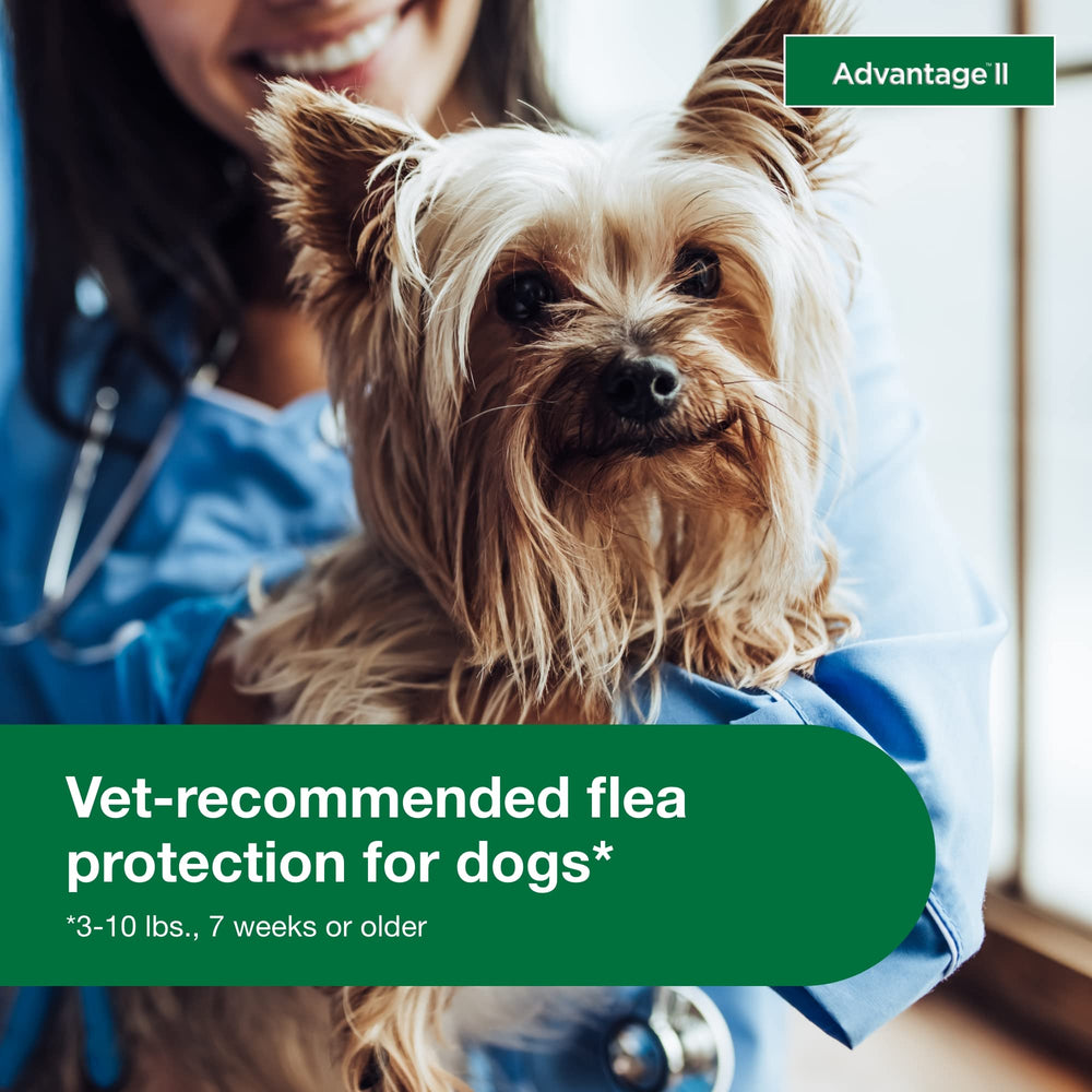 Advantage II eficacia en 12 horas para perros pequeños