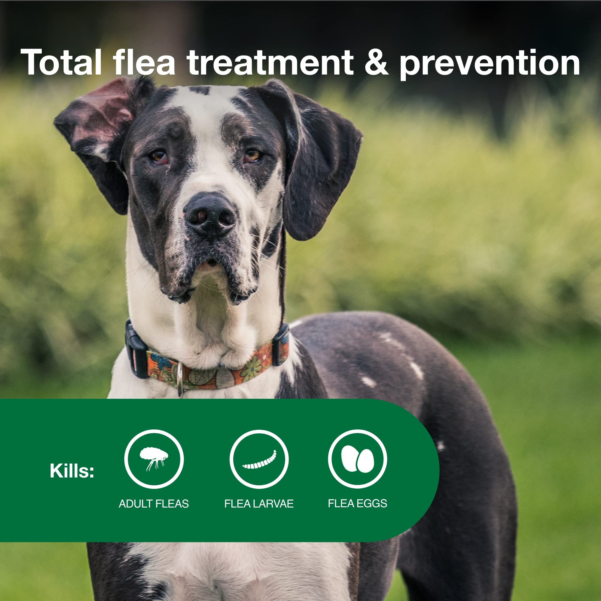 Advantage II XL mata pulgas en 12 horas para perros grandes.