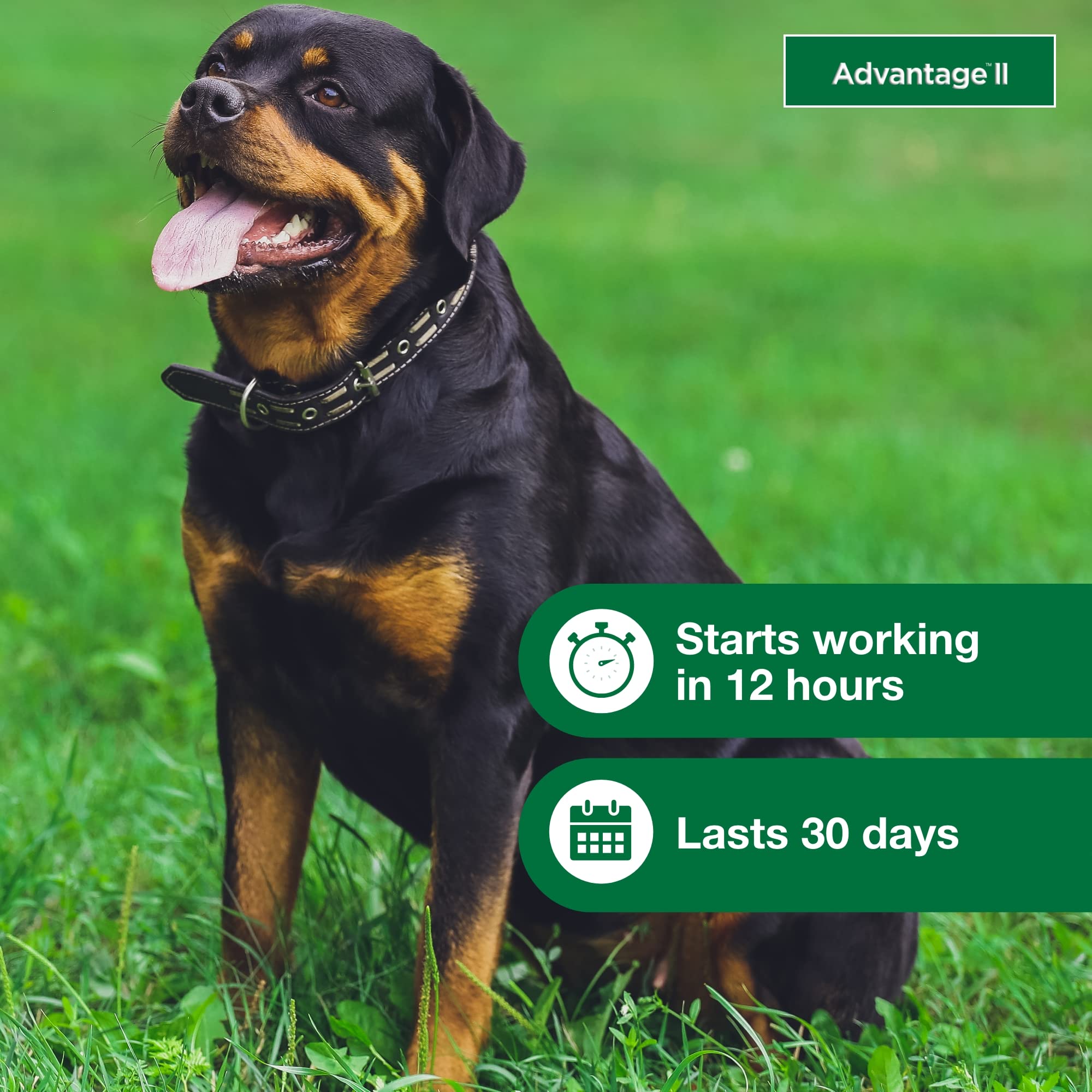 Advantage II XL para perros grandes: fórmula sin fragancia.