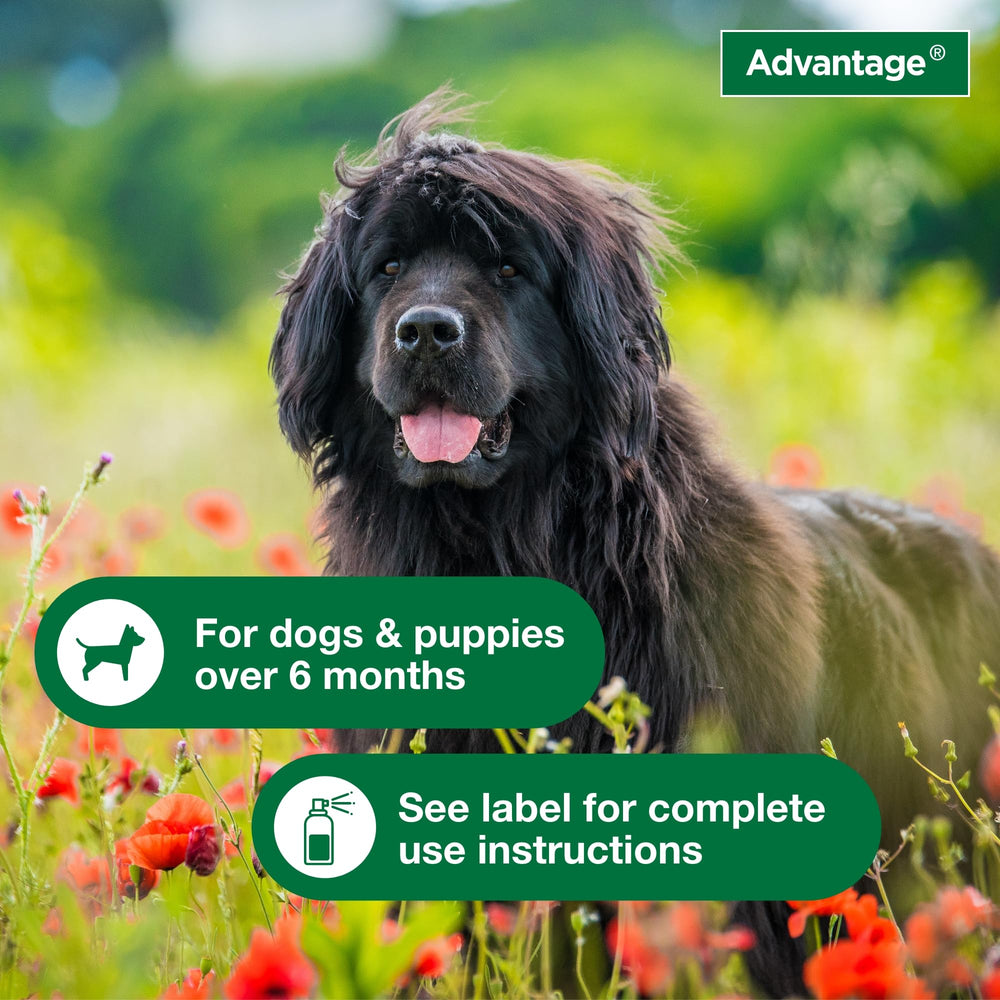 Advantage para perros - masaje suave en el rostro durante la aplicación