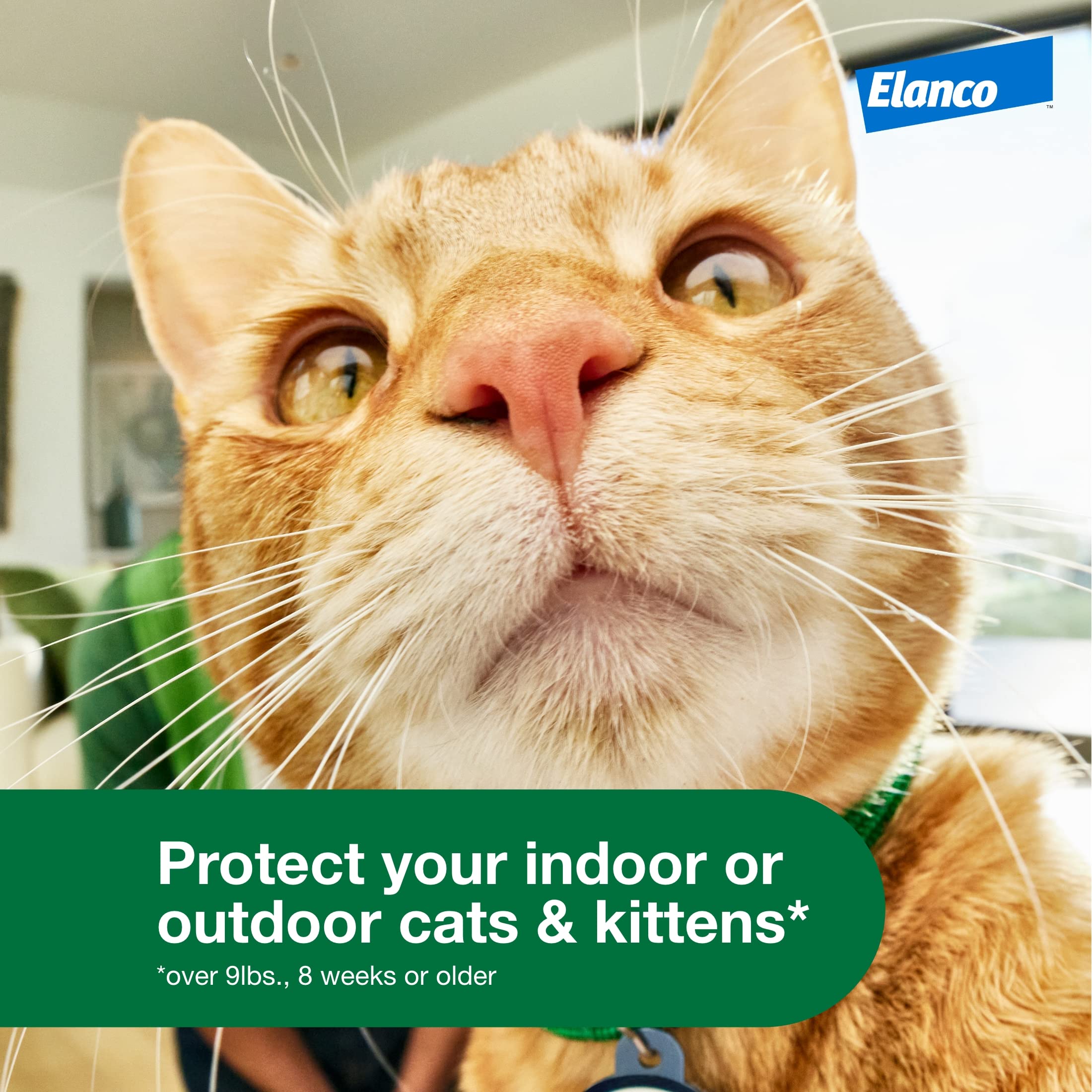 Gato interior y exterior protegido gracias a Advantage XD.
