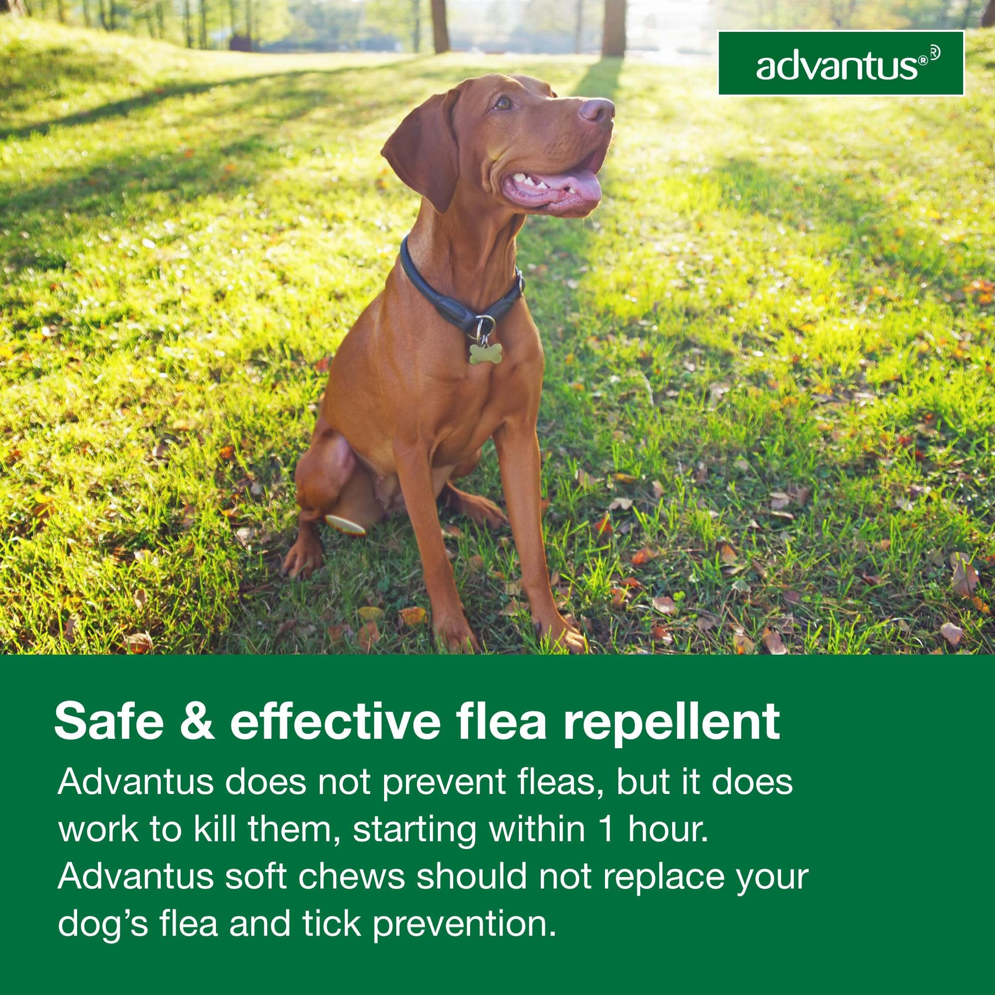 Advantus: uso en casa para perros de 23 a 110 lb.