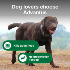 Pastillas masticables Advantus, sabor agradable para perros.