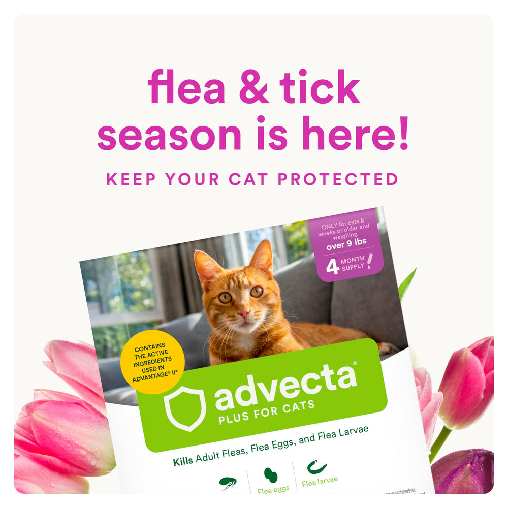 Advecta Plus para gatos: aplicación en la piel para acción rápida contra pulgas.
