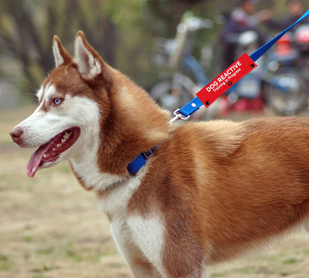 Advivio parche identificativo colgante rojo para perros.