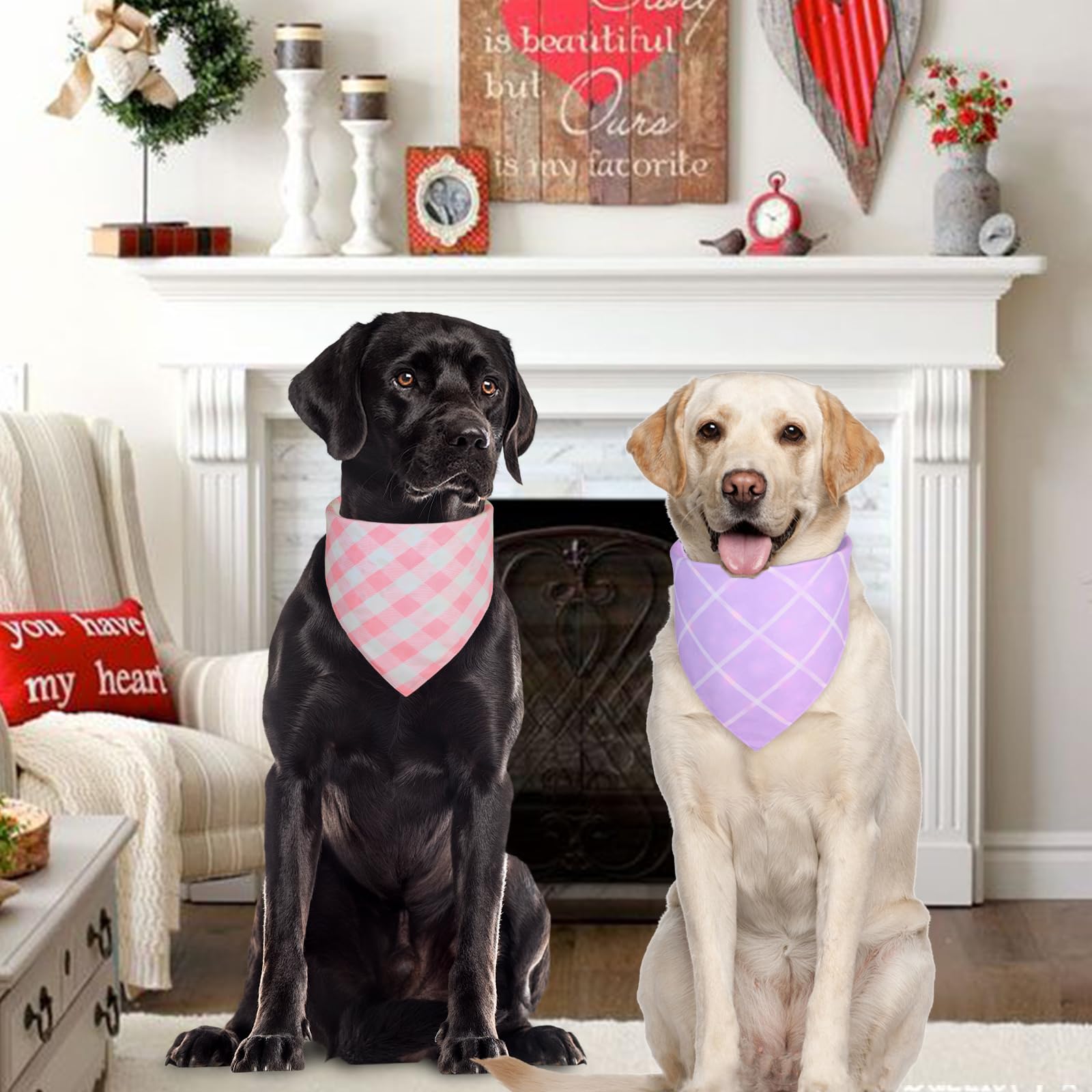 Bandana Agroon para perro, uso en sesiones de fotos familiares, color vibrante.