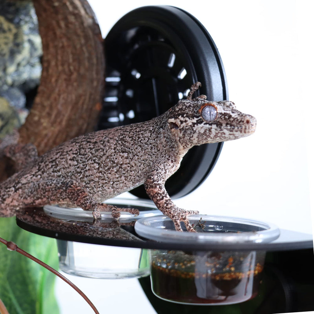 Aiicioo cuencos reemplazables, ideales para geckos y otros reptiles