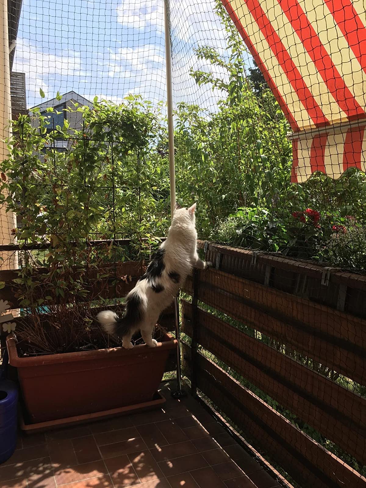 AIYGO gato dentro del balcon con malla