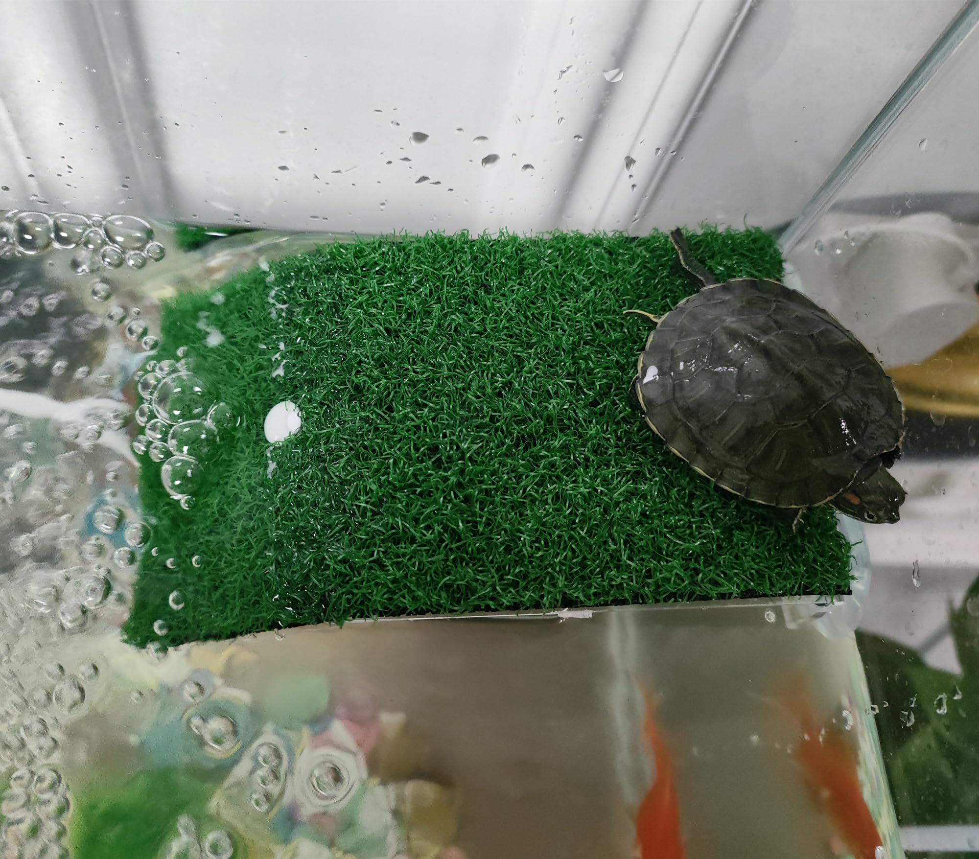 Alfyng cesped-artificial-tortugas ofrece una superficie suave para trepar y descansar.