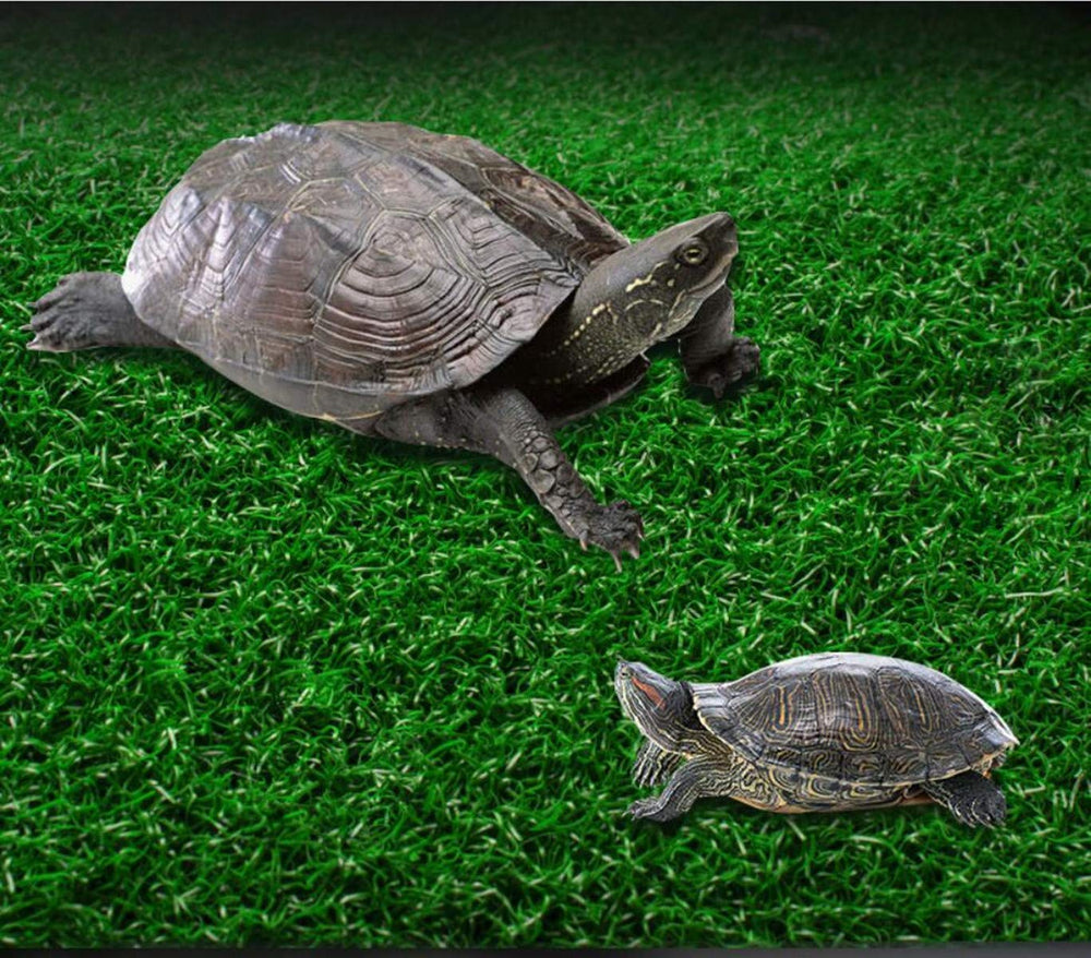 Alfyng rampa tortugas: diseño estable para moverse entre niveles.