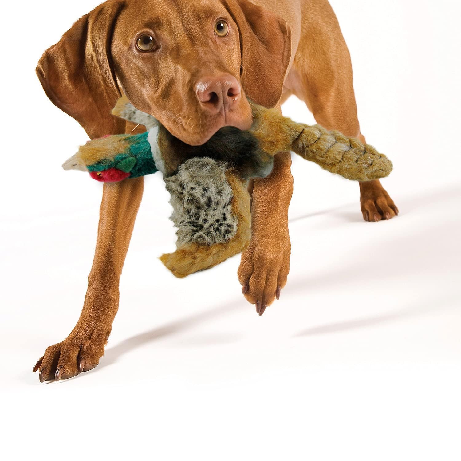 ALL FOR PAWS Pavo Real: juguete para juegos en casa y entrenamiento ligero.