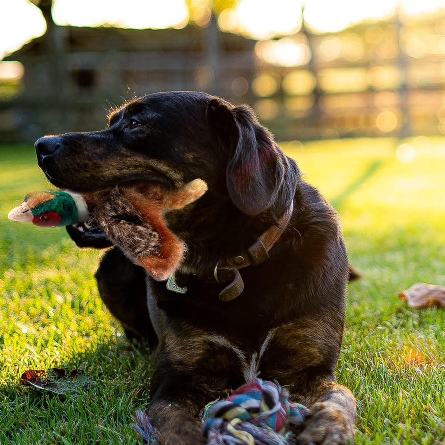 ALL FOR PAWS Pavo Real: juguete interactivo para divertir a tu perro en casa.