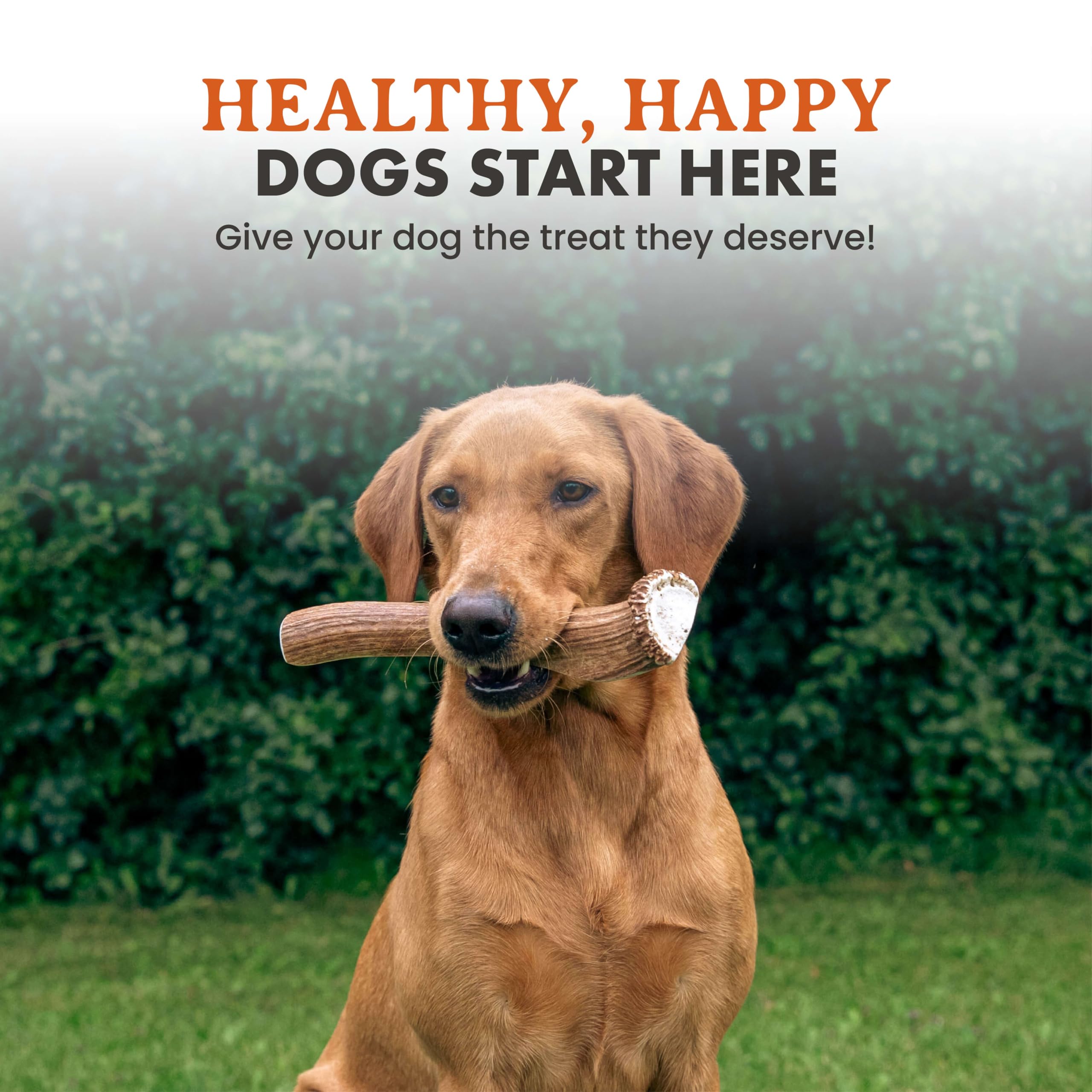 Aporta calcio y minerales para apoyo dental natural, Alpha Dog Nutrition.