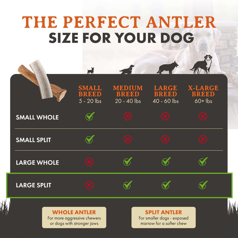 Asta de ciervo Alpha Dog Nutrition ideal para estimular la rutina diaria de masticación.