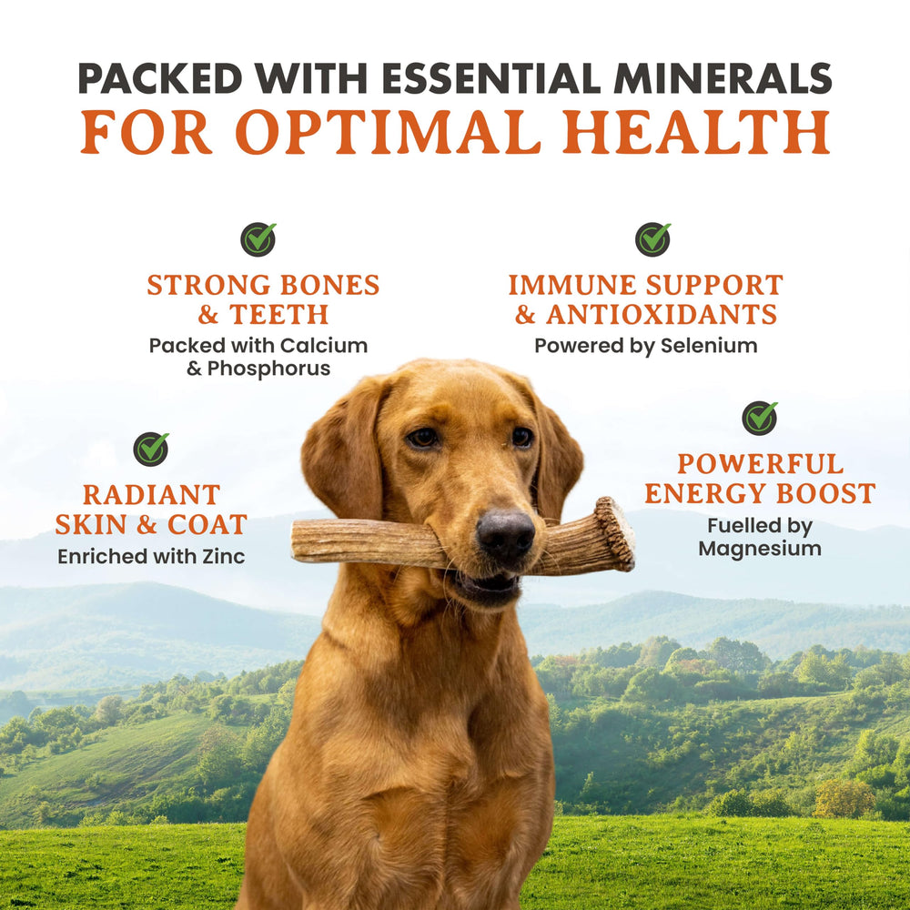 Alpha Dog Nutrition calcio y minerales para apoyo dental natural