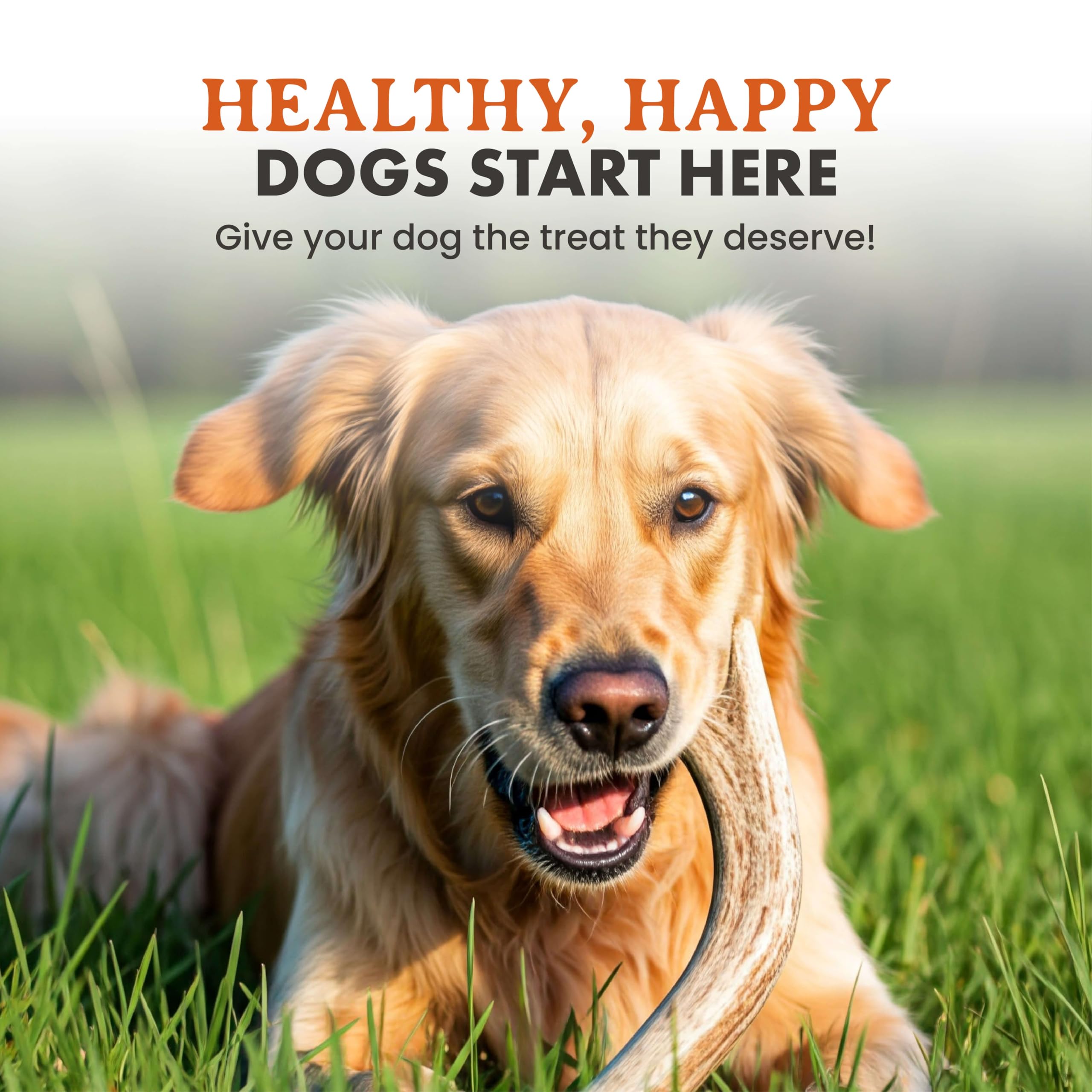 Alpha Dog Nutrition producido en EE.UU. por buscadores de astas profesionales
