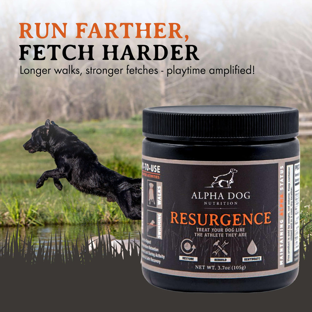 Alpha Dog Nutrition Resurgence: perro hidratado durante el juego y paseo.