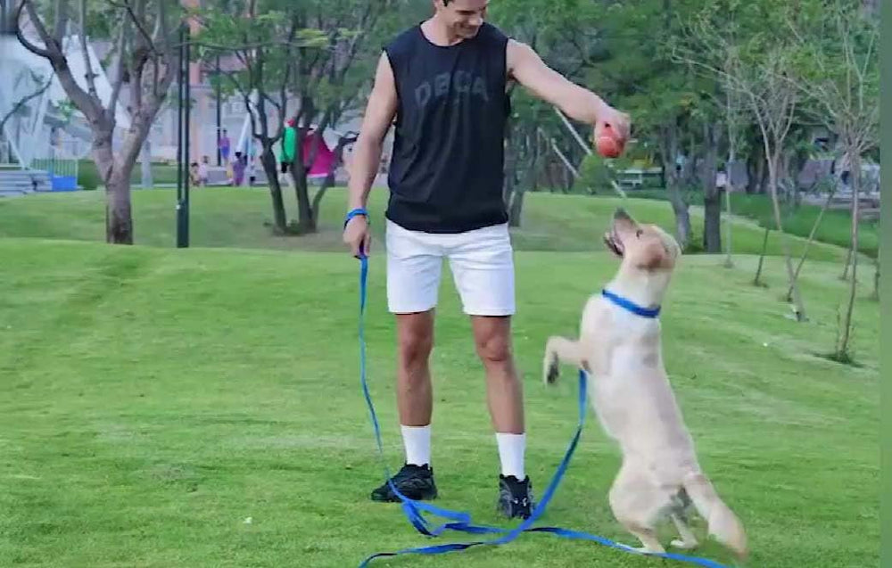 AMAGOOD correa larga de 100 pies para explorar áreas amplias con tu perro