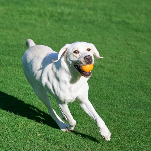 Amazon Basics: balón de goma duradero para perros de todas las edades