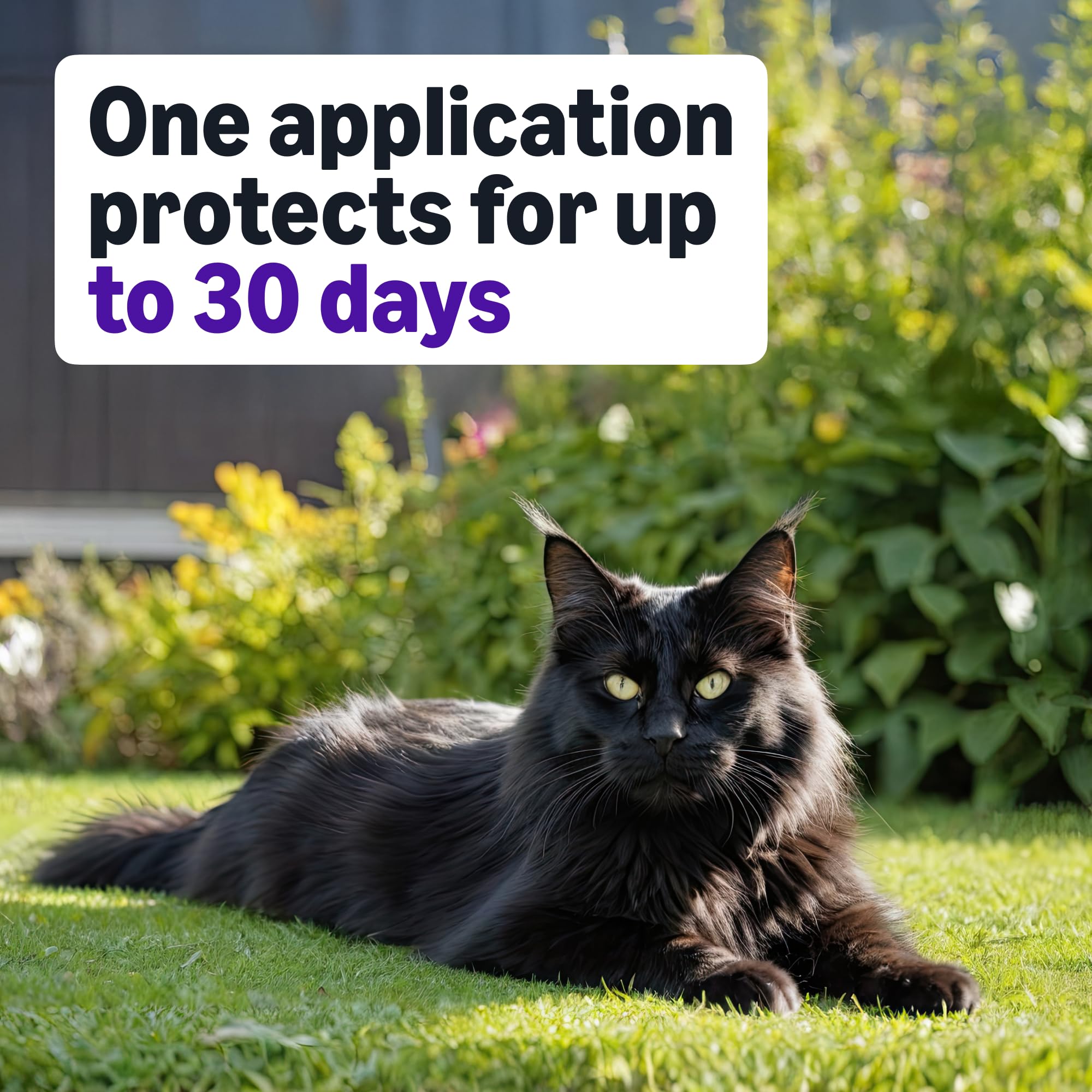 Amazon Basics protección de hasta 4 semanas por aplicación.
