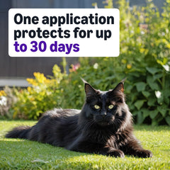 Amazon Basics protección de hasta 4 semanas por aplicación.