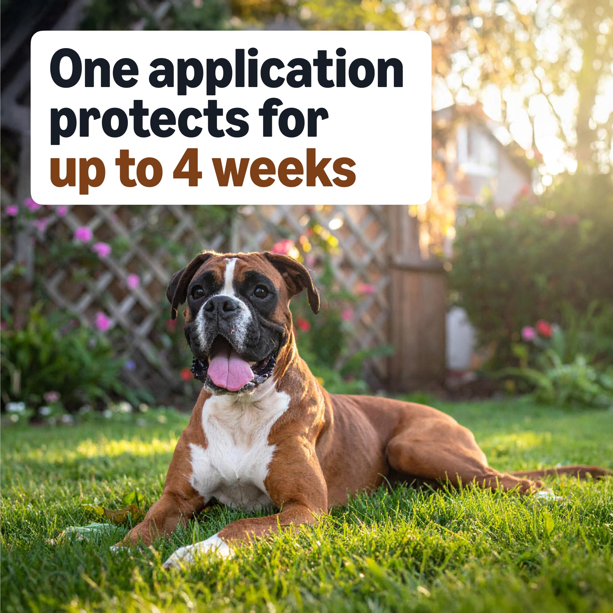 Amazon Basics protección de 30 días con una sola aplicación.