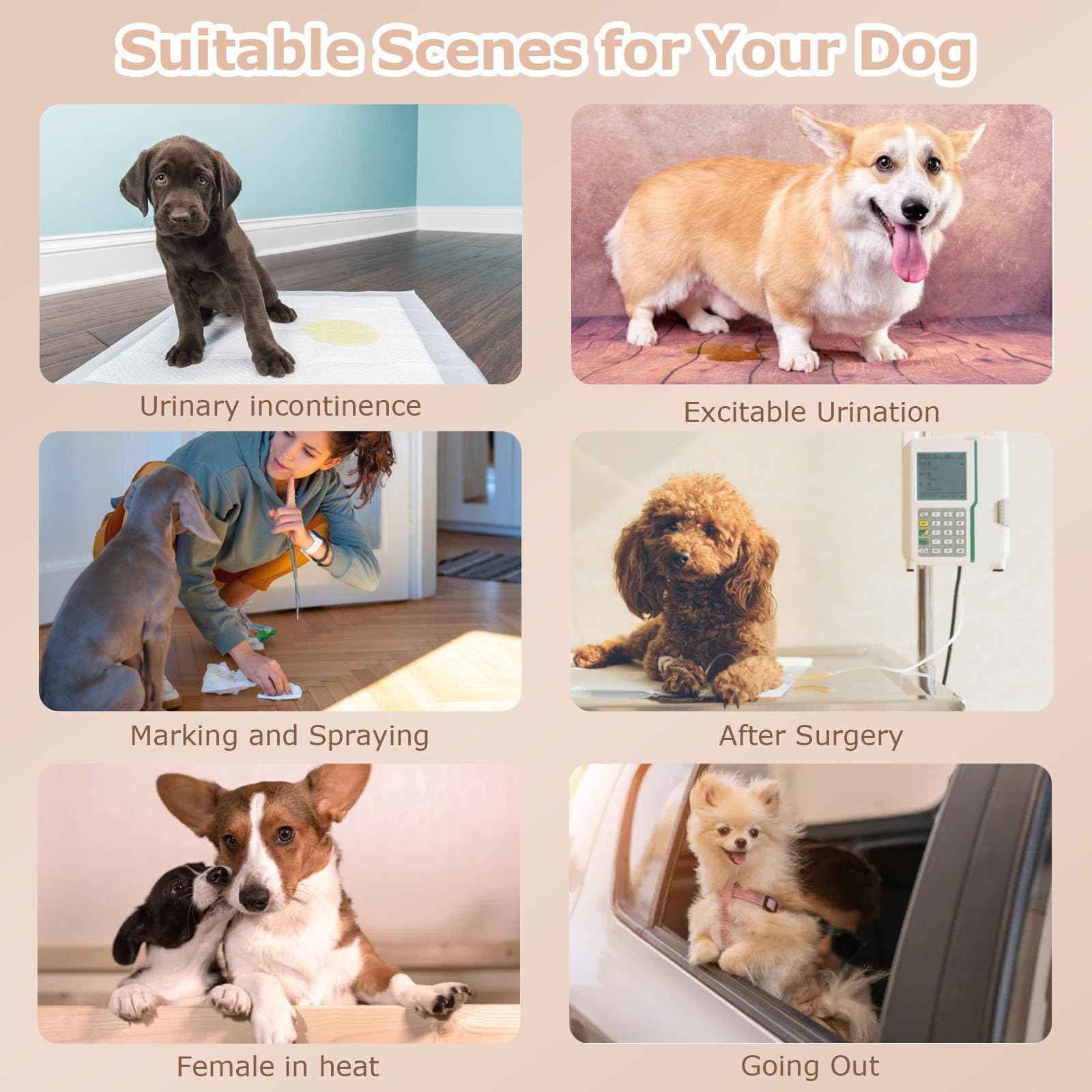 Ambreview pañales con diseño oso, siempre moderno y agradable para tu mascota.