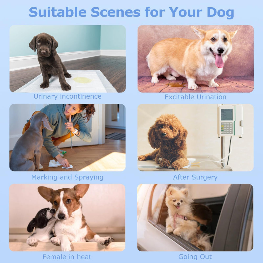Pañales Ambreview para perros en celo y uso cómodo en estas etapas.