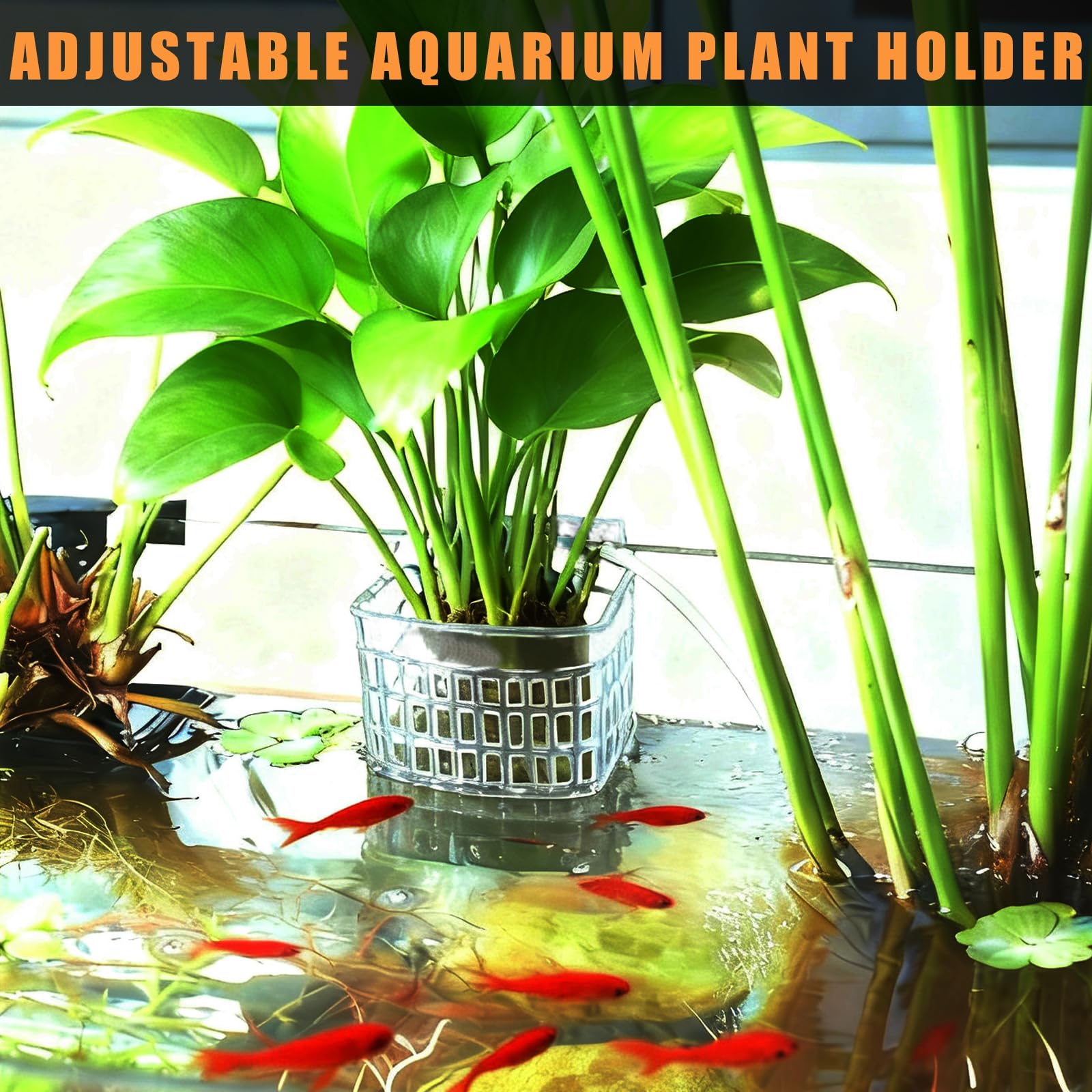 Amminle dimensiones y ajuste de altura para acuario