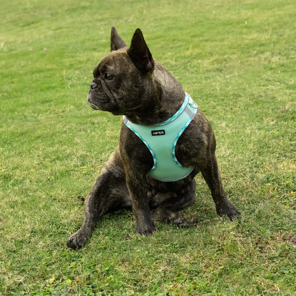 AMTOR uso diario para perros pequeños, facilita paseos tranquilos