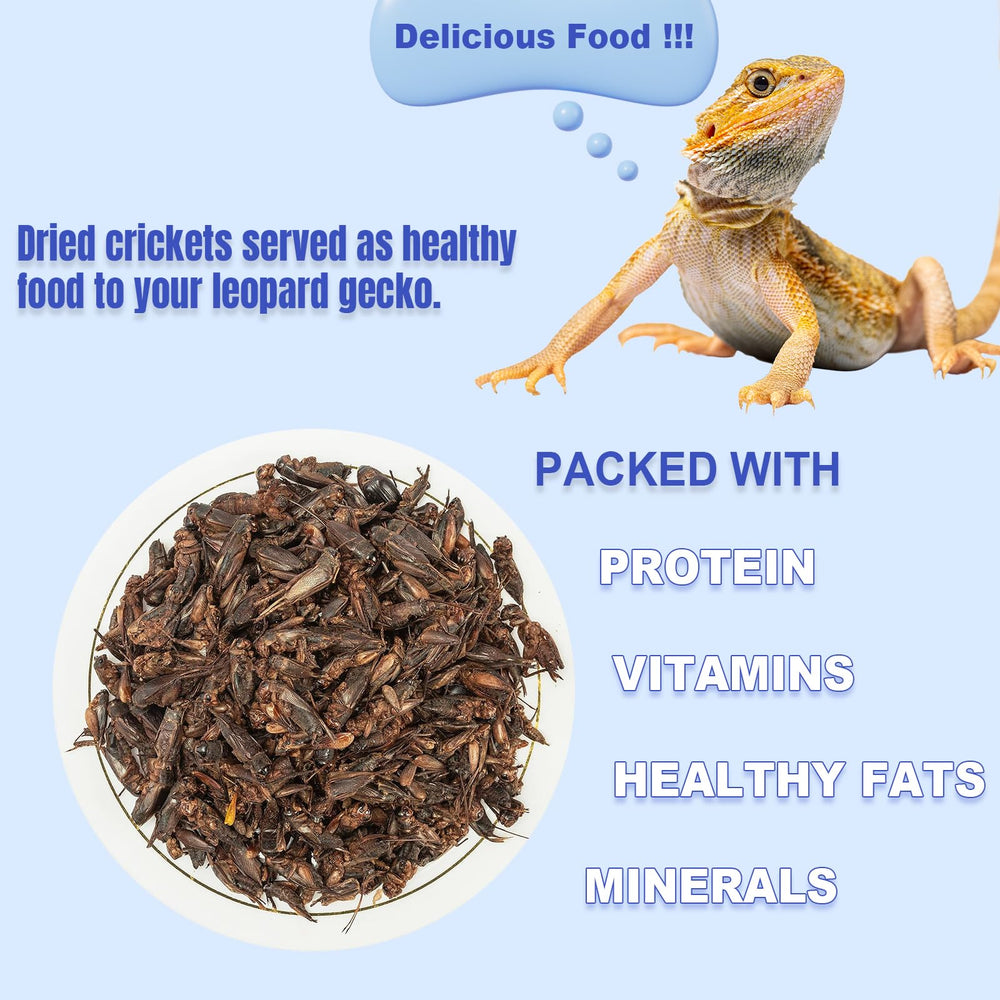 Amzey dragón barbudo: dieta insectívora segura para reptiles