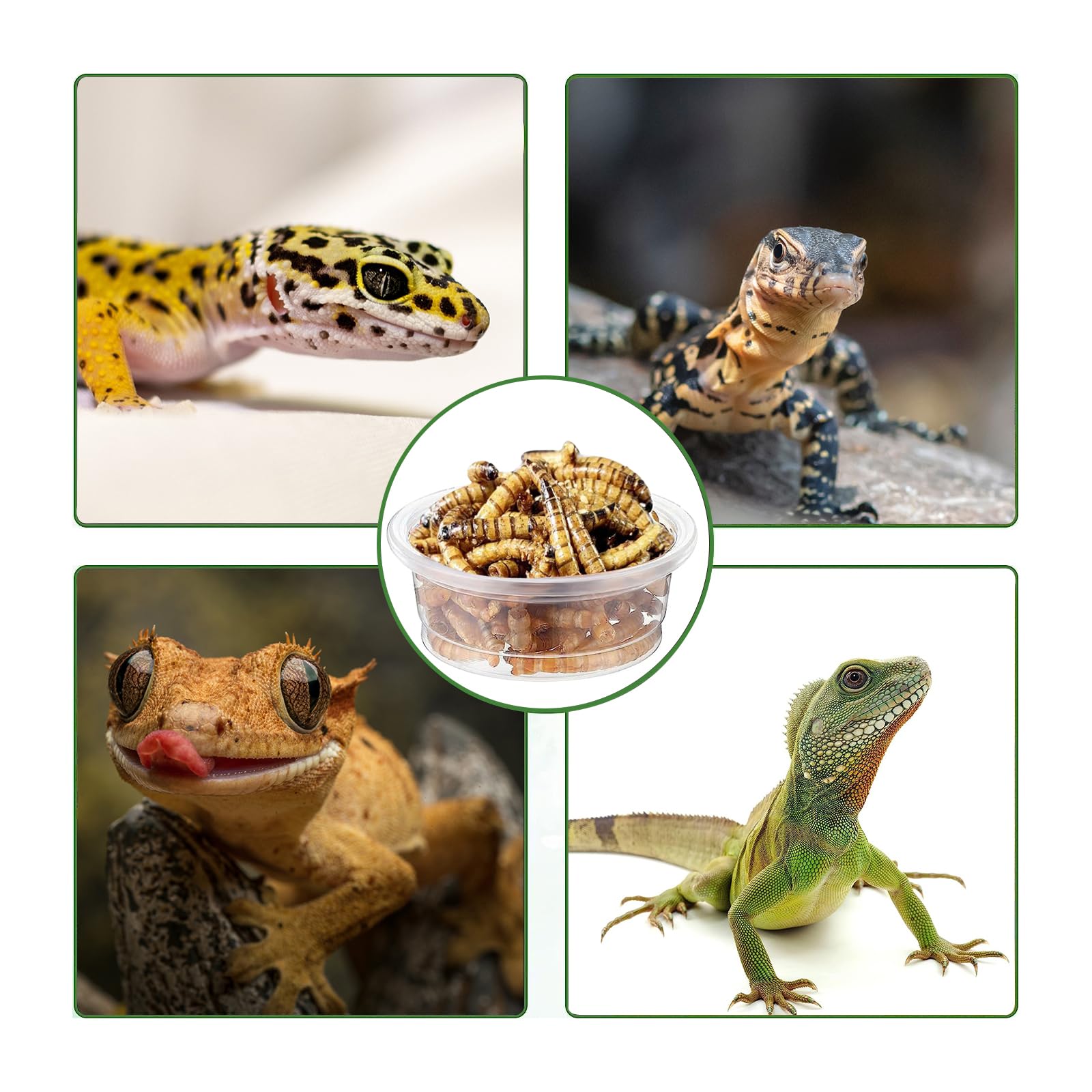 ANCKNE dispensador de alimentos para gecko crestado, ideal para organizar porciones