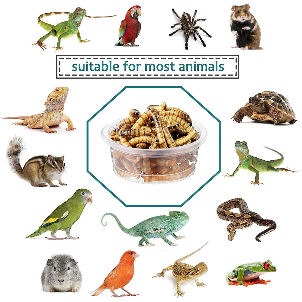 ANCKNE tazas para alimentos gecko crestado, opción asequible para alimentar varias mascotas