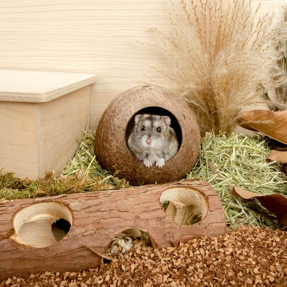andwe Coconut Hut: entrada accesible para que tu mascota explore con comodidad.