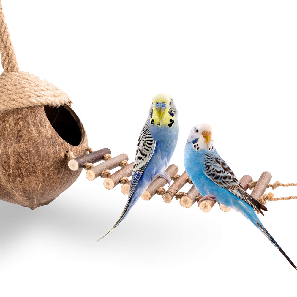 andwe plataforma de actividad con escalera para aves activas
