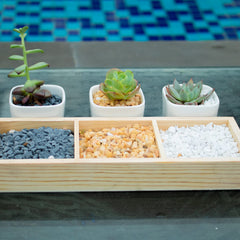 Anothera pierres décoratives blanches pour terrarium et ambiance lumineuse.