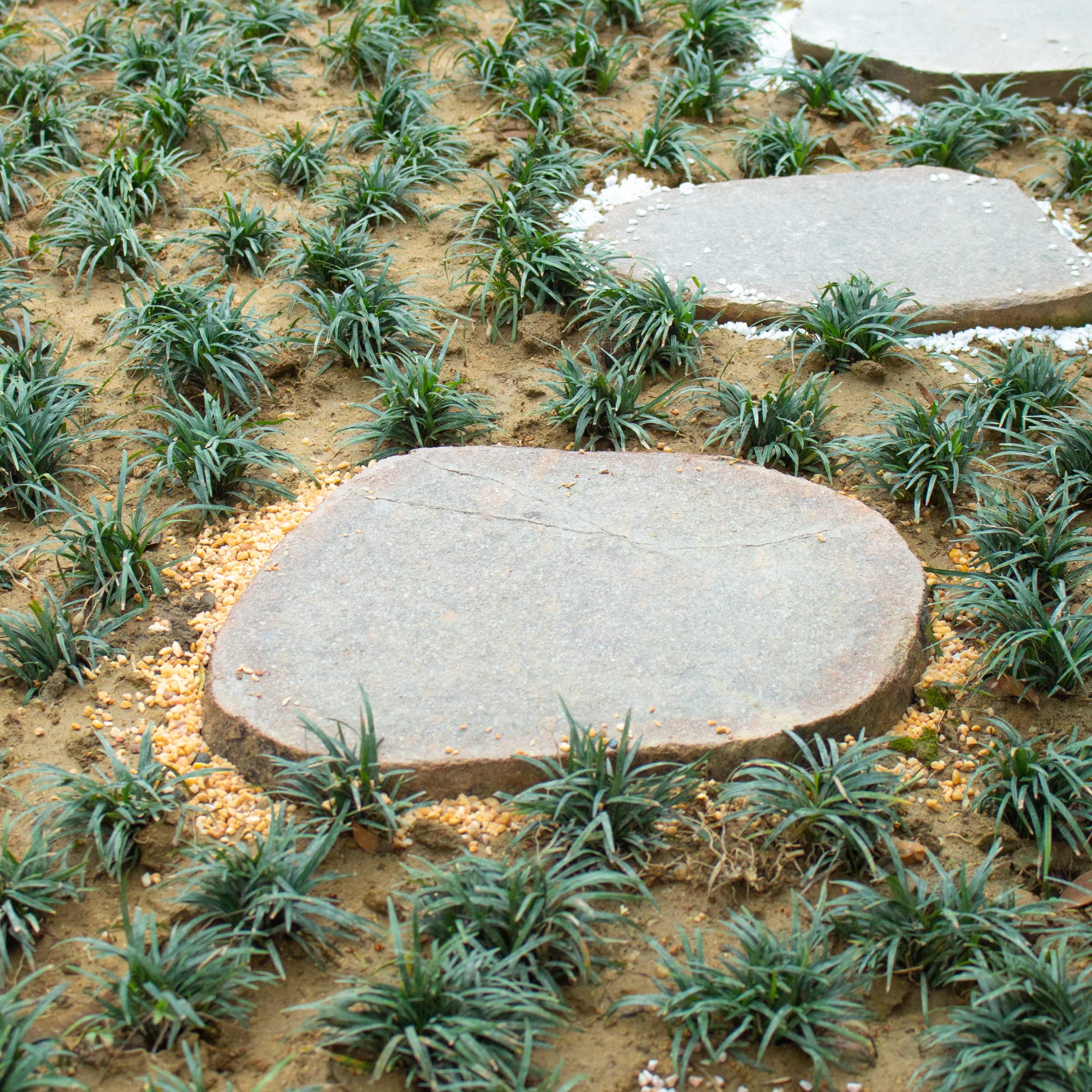 Top dressing gravier Anothera pour pots, aide à gérer l’évaporation.