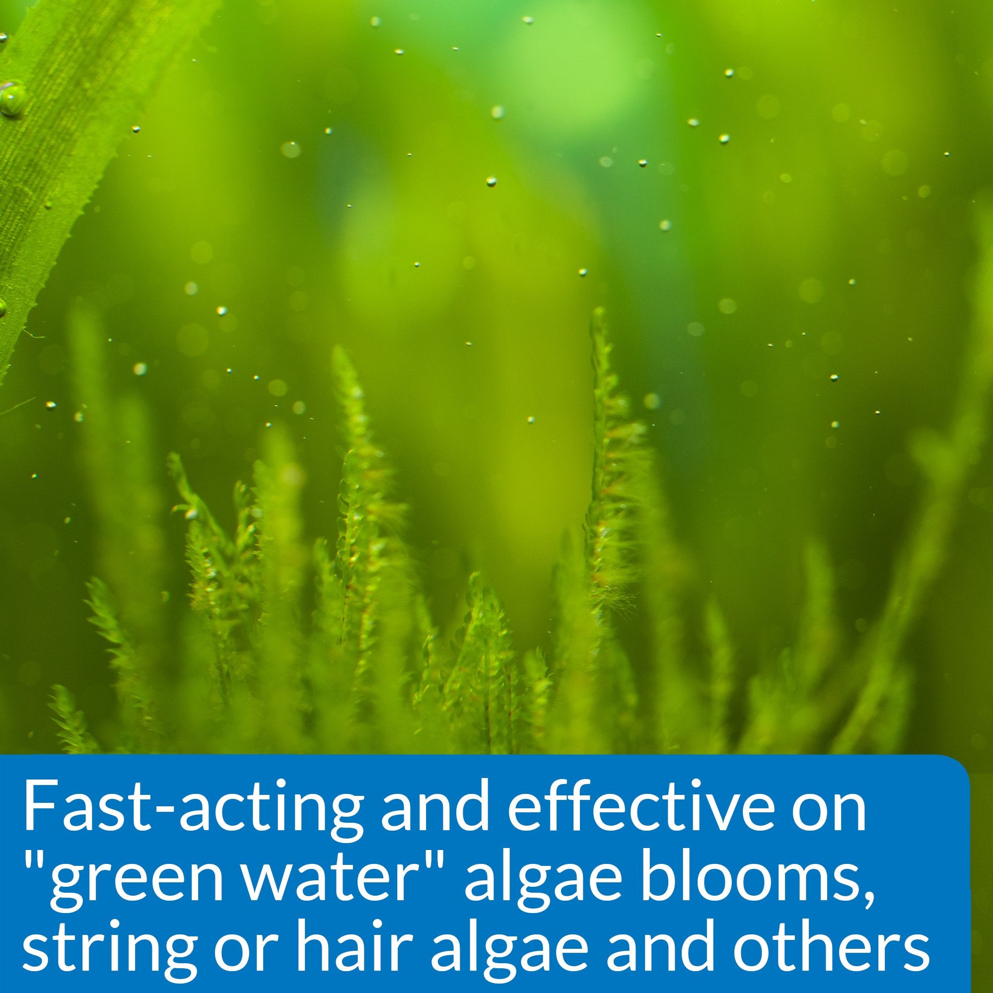 API ALGAEFIX: algas verdes en agua, tratamiento rápido para claridad