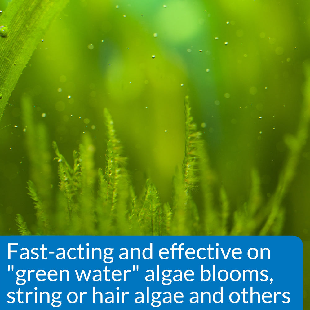 API ALGAEFIX algas verdes en crecimiento se reducen con tratamiento regular.