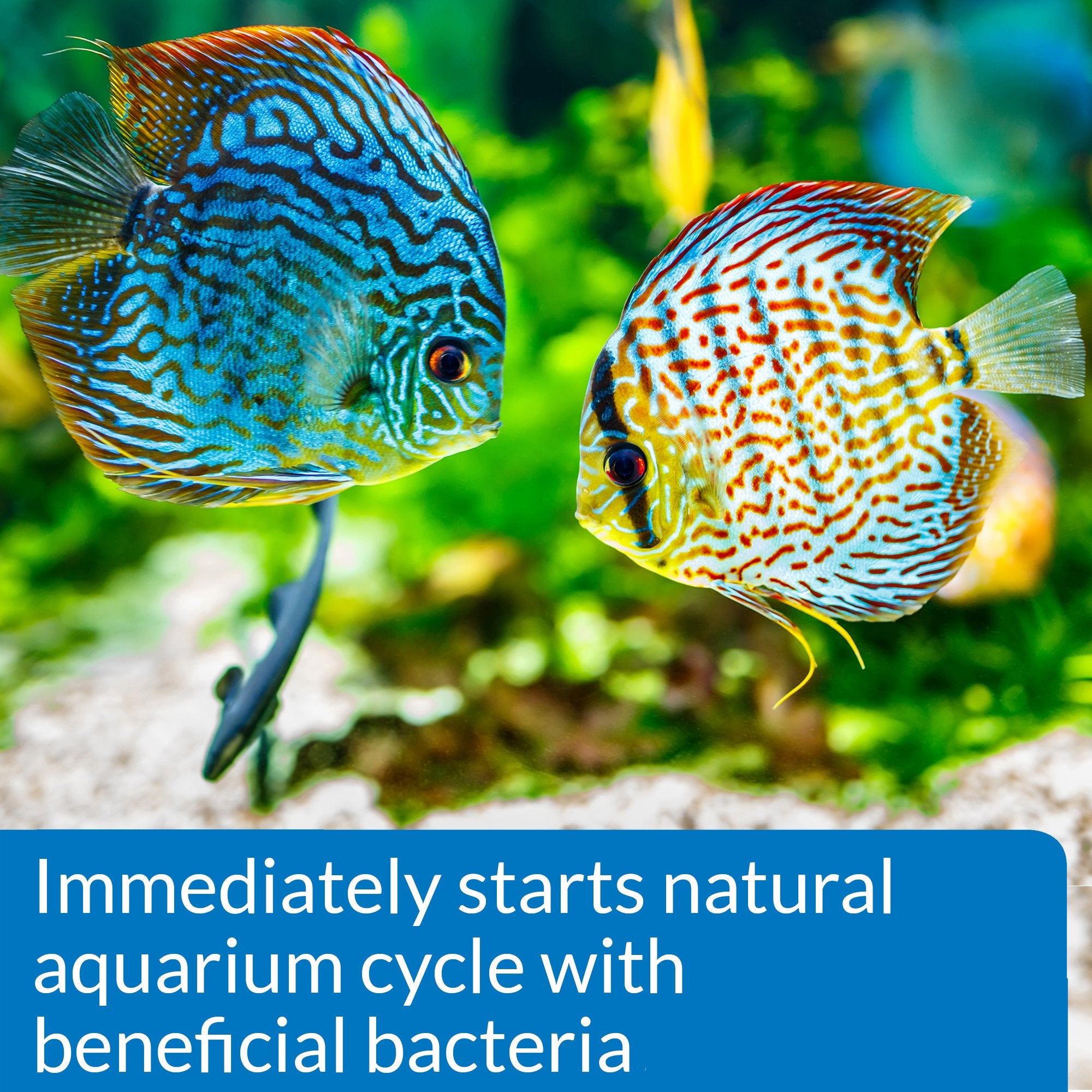 API Inicio Rápido, acuario nuevo con bacterias nitrificantes para ciclo más rápido