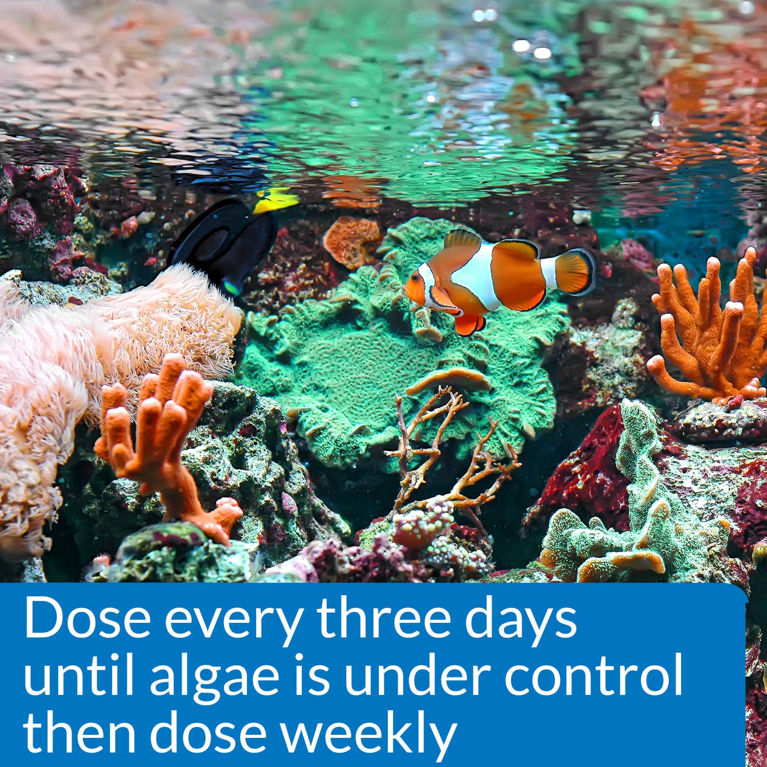 API MARINE ALGAEFIX: vista frontal de la botella para uso en acuarios